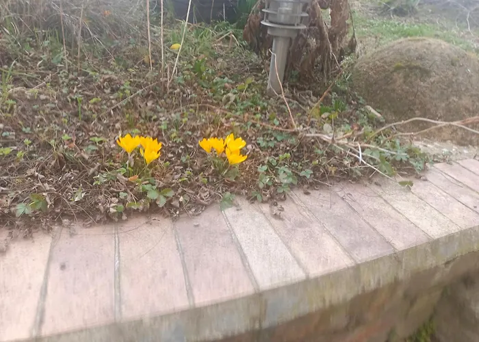S Terasou A Zahradou Brünn